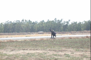 When clicked, Show still image